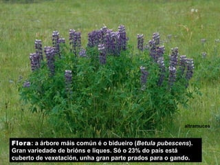 Flora : a árbore máis común é o bidueiro ( Betula pubescens ). Gran variedade de brións e liques. Só o 23% do país está cuberto de vexetación, unha gran parte prados para o gando. altramuces 