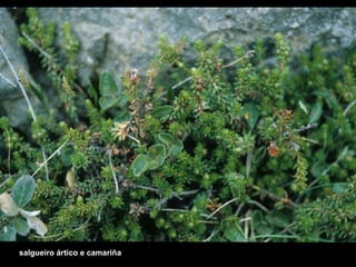 salgueiro ártico e camariña 