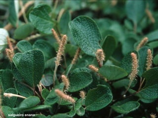salgueiro enano 