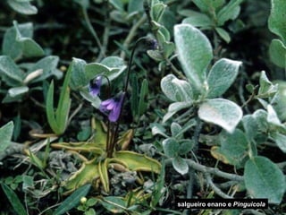 salgueiro enano e  Pinguicola 