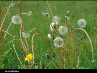 dente de león 