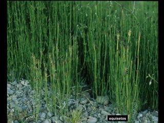 equisetos 