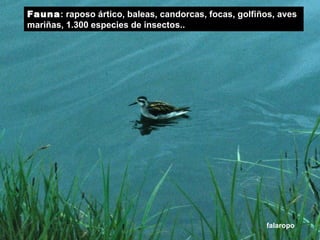 Fauna : raposo ártico, baleas, candorcas, focas, golfiños, aves mariñas, 1.300 especies de insectos.. falaropo 