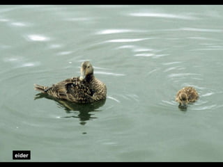 eider 