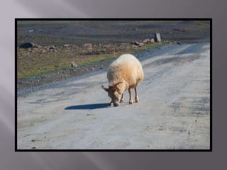 Islandia estiu 2010