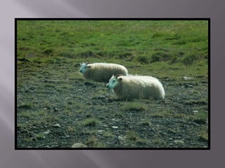 Islandia estiu 2010