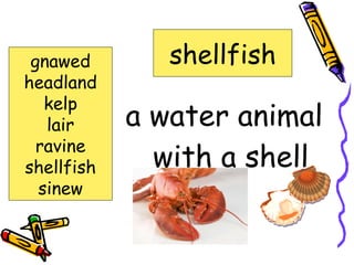 Shell Vocabulary Island of the blue dolphin vocabulary | PPT