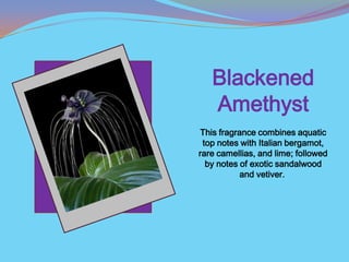 Blackened
   Amethyst
This fragrance combines aquatic
 top notes with Italian bergamot,
rare camellias, and lime; followed
  by notes of exotic sandalwood
           and vetiver.
 
