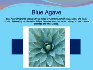 Blue Agave
  Blue Agave fragrance begins with top notes of Kaffir lime, lemon zests, apple, and black
currant; followed by middle notes of lily of the valley and rose petals; sitting on base notes of
                                oakmoss and white woods.
 