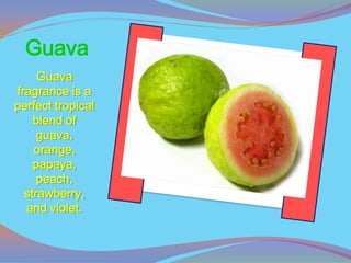 Guava
     Guava
fragrance is a
perfect tropical
    blend of
     guava,
    orange,
    papaya,
     peach,
  strawberry,
  and violet.
 