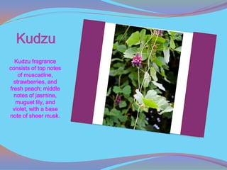 Kudzu
  Kudzu fragrance
consists of top notes
    of muscadine,
  strawberries, and
fresh peach; middle
  notes of jasmine,
   muguet lily, and
 violet, with a base
note of sheer musk.
 