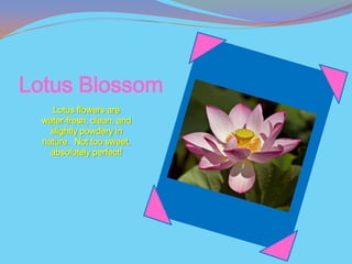 Lotus Blossom
     Lotus flowers are
  water-fresh, clean, and
    slightly powdery in
  nature. Not too sweet,
    absolutely perfect!
 