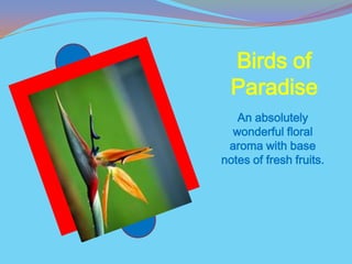 Birds of
  Paradise
   An absolutely
  wonderful floral
 aroma with base
notes of fresh fruits.
 
