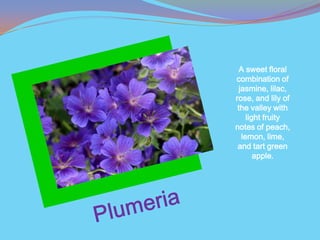 A sweet floral
combination of
 jasmine, lilac,
rose, and lily of
 the valley with
    light fruity
notes of peach,
  lemon, lime,
 and tart green
       apple.
 