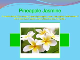 Pineapple Jasmine
A creative blend of top notes of ripened pineapples, pears, and apples; middle notes of
              ferns and clover; bottom notes of jasmine and rose petals.
 