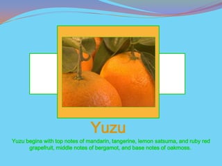 Yuzu
Yuzu begins with top notes of mandarin, tangerine, lemon satsuma, and ruby red
      grapefruit, middle notes of bergamot, and base notes of oakmoss.
 