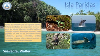 Parida es conocida por sus iguanas verdes,
ballenas jorobadas, que se pueden observar a
partir de agosto; tiburones martillo, delfines,
múltiples especies de tortugas marinas y rayas
gigantes. En esta isla se encuentran monos
aulladores, iguanas, armadillos, ardillas
tropicales, ranas de colores, puerco espines, e
inclusive felinos de diferentes tipos.
 