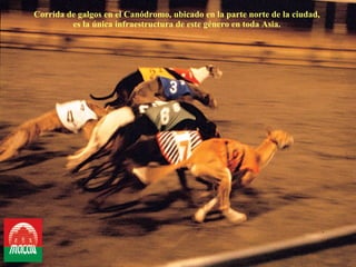 Corrida de galgos en el Canódromo, ubicado en la parte norte de la ciudad,  es la única infraestructura de este género en toda Asia.  