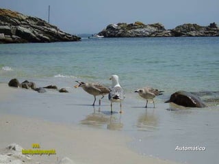 Automático www. laboutiquedelpowerpoint. com 