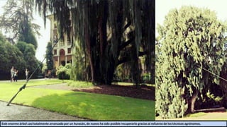 Este enorme árbol casi totalmente arrancado por un huracán, de nuevo ha sido posible recuperarlo gracias al esfuerzo de los técnicos agrónomos.
 