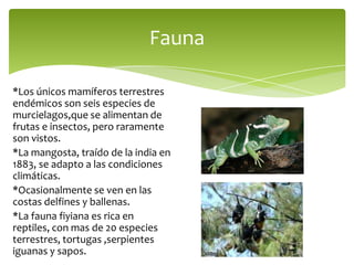*Los únicos mamíferos terrestres endémicos son seis especies de murcielagos,que se alimentan de frutas e insectos, pero raramente son vistos.*La mangosta, traído de la india en 1883, se adapto a las condiciones climáticas.*Ocasionalmente se ven en las costas delfines y ballenas.*La fauna fiyiana es rica en reptiles, con mas de 20 especies terrestres, tortugas ,serpientes iguanas y sapos.Fauna