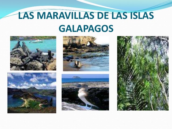 Resultado de imagen para flora y fauna de las islas galapagos