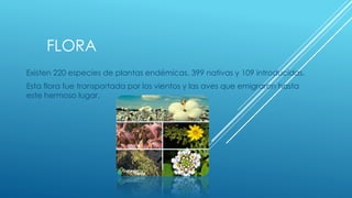 FLORA
Existen 220 especies de plantas endémicas, 399 nativas y 109 introducidas.
Esta flora fue transportada por los vientos y las aves que emigraron hasta
este hermoso lugar.
 
