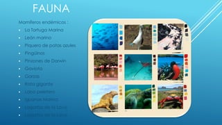 FAUNA
Mamíferos endémicos :
▪ La Tortuga Marina
▪ León marino
▪ Piquero de patas azules
▪ Pingüinos
▪ Pinzones de Darwin
▪ Gaviota
▪ Garzas
▪ Rata gigante
▪ Lobo peletero
▪ Iguanas Marina
▪ Lagartos de la Lava
▪ Lagartos de la Lava
 