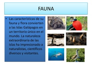 FAUNA
• Las características de su
fauna y flora convierten
a las Islas Galápagos en
un territorio único en el
mundo. La naturaleza
extraordinaria de las
islas ha impresionado a
naturalistas, científicos
diversos y visitantes.
 
