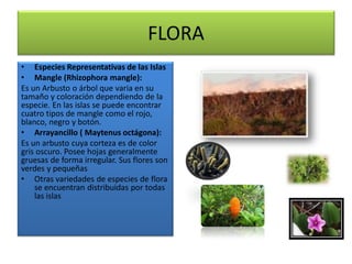 FLORA
• Especies Representativas de las Islas
• Mangle (Rhizophora mangle):
Es un Arbusto o árbol que varia en su
tamaño y coloración dependiendo de la
especie. En las islas se puede encontrar
cuatro tipos de mangle como el rojo,
blanco, negro y botón.
• Arrayancillo ( Maytenus octágona):
Es un arbusto cuya corteza es de color
gris oscuro. Posee hojas generalmente
gruesas de forma irregular. Sus flores son
verdes y pequeñas
• Otras variedades de especies de flora
se encuentran distribuidas por todas
las islas
 