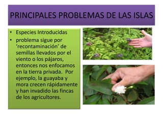 PRINCIPALES PROBLEMAS DE LAS ISLAS
• Especies Introducidas
• problema sigue por
‘recontaminación’ de
semillas llevados por el
viento o los pájaros,
entonces nos enfocamos
en la tierra privada. Por
ejemplo, la guayaba y
mora crecen rápidamente
y han invadido las fincas
de los agricultores.
 
