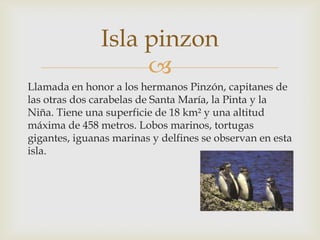 Isla pinzon
                    
Llamada en honor a los hermanos Pinzón, capitanes de
las otras dos carabelas de Santa María, la Pinta y la
Niña. Tiene una superficie de 18 km² y una altitud
máxima de 458 metros. Lobos marinos, tortugas
gigantes, iguanas marinas y delfines se observan en esta
isla.
 