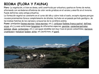 BIOMA (FLORA Y FAUNA)
Flora: La vegetación, si bien es densa, está constituida por arbustos y pastos en forma de matas,
alternando con verdaderas alfombras de color verde grisáceo en el verano y amarillo en el invierno.
Puede definirse como estepa arbustiva.
La formación vegetal es constante en el curso del año y cubre todo el suelo, excepto algunos parajes
rocosos prominentes Carece completamente de árboles, los hubo en un pasado período geológico, de
las mismas familias de los cipreses y araucarias de la cordillera andina.
Fauna: pinnípedos (leones marinos, lobos marinos, etc.), cetáceos (ballena franca austral, delfines,
orcas, etc.) y aves autóctonas (pingüinos de diferentes especies, gaviotas, caranchos,petreles,
palomas, skuas, cormoranes, etc.). Las aguas aledañas son muy ricas en peces comestibles, mariscos,
crustáceos y moluscos (pulpos, potas, etc.)autóctono, el guará,
 