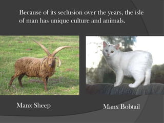 Because of its seclusion over the years, the isle of man has unique culture and animals.<br />Manx Sheep<br />Manx Bobtail...