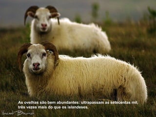 As ovelhas são bem abundantes: ultrapassam as setecentas mil, três vezes mais do que os islandeses.  