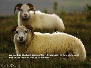 As ovelhas são bem abundantes: ultrapassam as setecentas mil, três vezes mais do que os islandeses.  