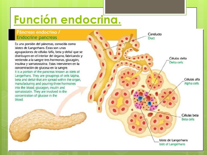 Islotes pancreaticos Islotes pancreaticos