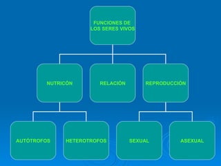 FUNCIONES DE   LOS SERES VIVOS NUTRICÓN RELACIÓN REPRODUCCIÓN SEXUAL AUTÓTROFOS HETEROTROFOS ASEXUAL 