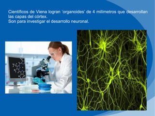 Científicos de Viena logran ‘organoides’ de 4 milímetros que desarrollan
las capas del córtex.
Son para investigar el desarrollo neuronal.
 