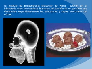 El Instituto de Biotecnología Molecular de Viena cultivan en el
laboratorio unos minicerebros humanos del tamaño de un guisante que
desarrollan espontáneamente las estructuras y capas neuronales del
córtex.
 