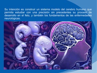 Su intención es construir un sistema modelo del cerebro humano que
permita estudiar con una precisión sin precedentes su proceso de
desarrollo en el feto, y también los fundamentos de las enfermedades
neurológicas.
 