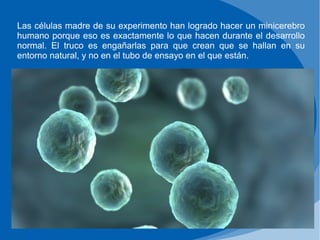 Las células madre de su experimento han logrado hacer un minicerebro
humano porque eso es exactamente lo que hacen durante el desarrollo
normal. El truco es engañarlas para que crean que se hallan en su
entorno natural, y no en el tubo de ensayo en el que están.
 