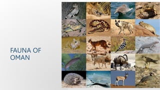 FAUNA OF
OMAN
 