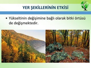 YER ŞEKİLLERİNİN ETKİSİ
• Yükseltinin değişimine bağlı olarak bitki örtüsü
de değişmektedir.
 