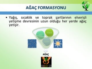AĞAÇ FORMASYONU
• Yağış, sıcaklık ve toprak şartlarının elverişli
yetişme devresinin uzun olduğu her yerde ağaç
yetişir.
AĞAÇ
TOPRAK
YAĞIŞ
SICAKLIK
 