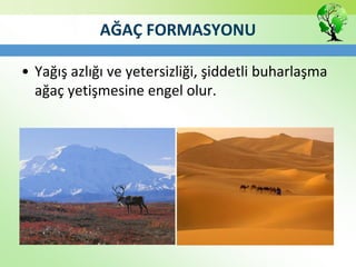 AĞAÇ FORMASYONU
• Yağış azlığı ve yetersizliği, şiddetli buharlaşma
ağaç yetişmesine engel olur.
 