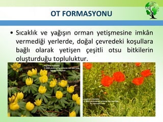 OT FORMASYONU
• Sıcaklık ve yağışın orman yetişmesine imkân
vermediği yerlerde, doğal çevredeki koşullara
bağlı olarak yetişen çeşitli otsu bitkilerin
oluşturduğu topluluktur.
 