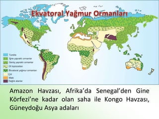 Amazon Havzası, Afrika’da Senegal’den Gine
Körfezi’ne kadar olan saha ile Kongo Havzası,
Güneydoğu Asya adaları
 