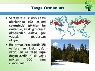Tayga Ormanları
• Sert karasal iklimin nemli
alanlarında (60 enlemi
çevresinde) görülen bu
ormanlar, sıcaklığın düşük
olmasından dolayı iğne
yapraklı ağaçlardan
oluşur.
• Bu ormanların görüldüğü
yerlere en fazla yağış
yazın, en az yağış kışın
düşmektedir. Yıllık yağış
miktarı 500 mm
civarındadır.
 