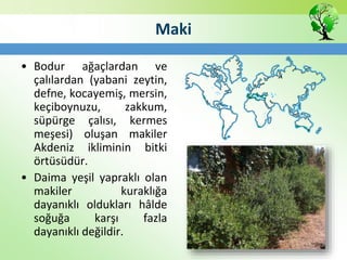 Maki
• Bodur ağaçlardan ve
çalılardan (yabani zeytin,
defne, kocayemiş, mersin,
keçiboynuzu, zakkum,
süpürge çalısı, kermes
meşesi) oluşan makiler
Akdeniz ikliminin bitki
örtüsüdür.
• Daima yeşil yapraklı olan
makiler kuraklığa
dayanıklı oldukları hâlde
soğuğa karşı fazla
dayanıklı değildir.
 